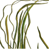 eelgrass