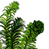 elodea