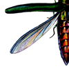 emerald ash borer
