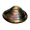 fingernail clam