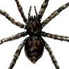 fishing spider