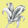 flower sketch