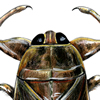 giant water bug