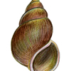 gilled snail shell