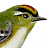 golden-crowned kinglet