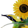 goldfinch and sunflower, watercolor