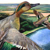 green wing teal