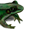 green frog