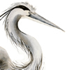 great blue heron