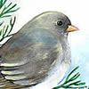 junco