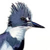 belted kingfisher watercolor