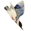 kingfisher diving
