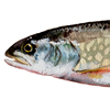 lean lake trout