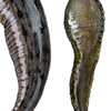 leech