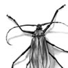 Tanner Longhorn, Insect