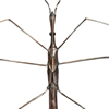 marsh treader