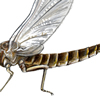 mayfly