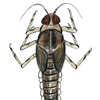mayfly larva