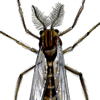 midge