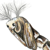 midge pupa