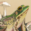 mink frog