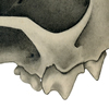mink skull