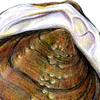 mussel