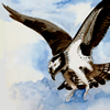 osprey