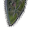 paramecium