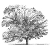 pecan tree