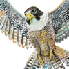 peregrine falcon