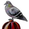 Pigeon