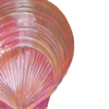 pink shell