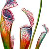 pitcher plant