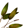 pondweed