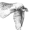 prairie falcon and dove