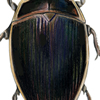 predacious diving beetle