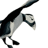 puffin flying
