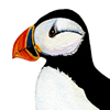 atlantic puffin