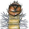 pyralid caterpillar
