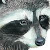 raccoon