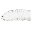 rat-tailed maggot