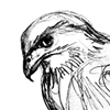 red-tailed hawk