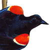 Red Winged Blackbirds