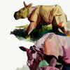 rhinoceros, watercolor