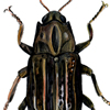 riffle beetle