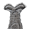 rotifer