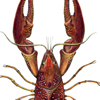 rusty crayfish