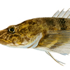 sculpin