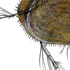 seed shrimp